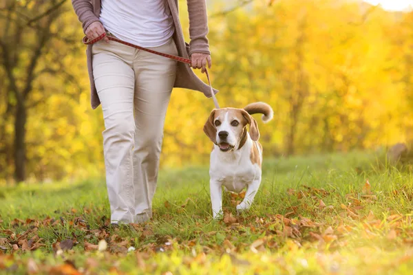 Hond wandelt aan de lijn naast iemand op een herfstpad