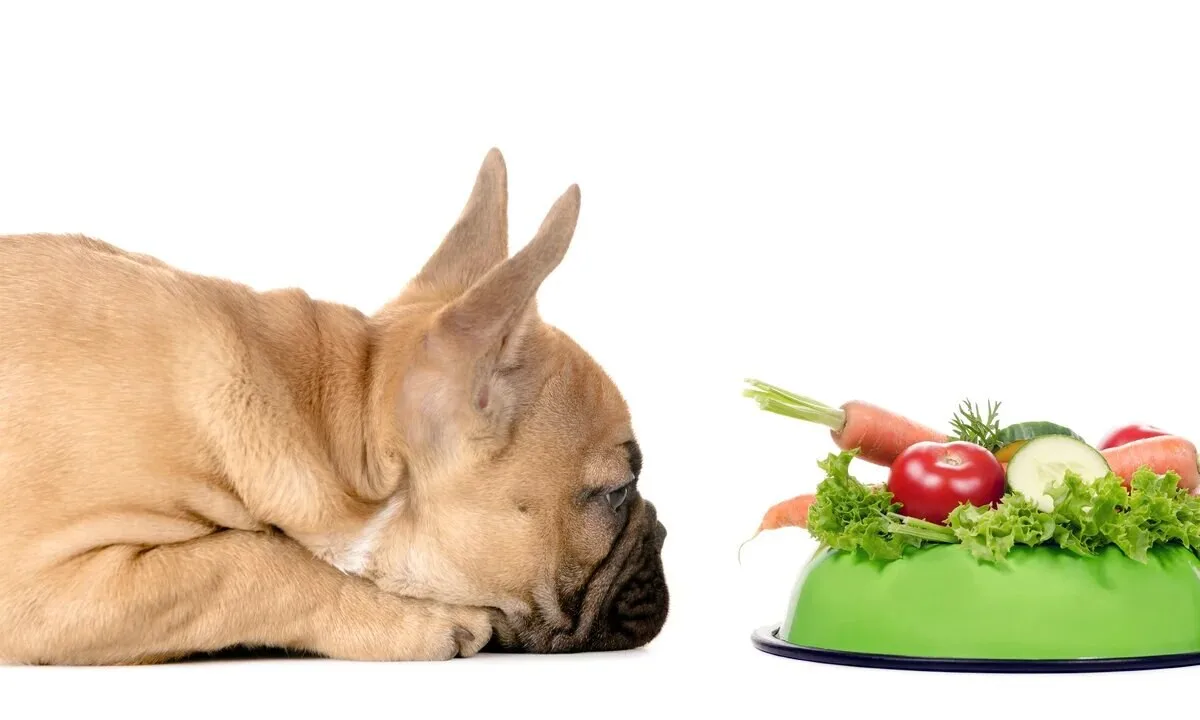 Franse Bulldog kijkt naar een bak met groenten