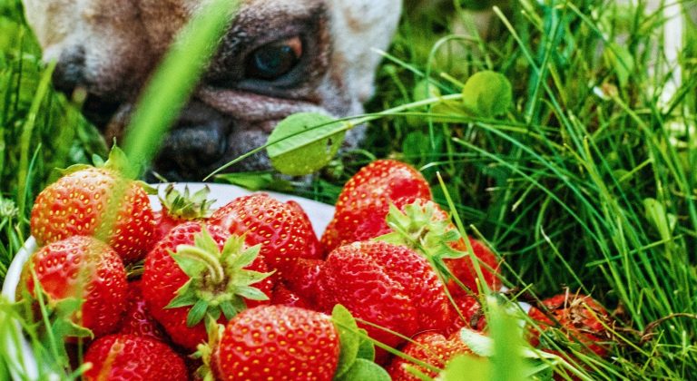 Hond kijkt van dichtbij naar aardbeien in het gras