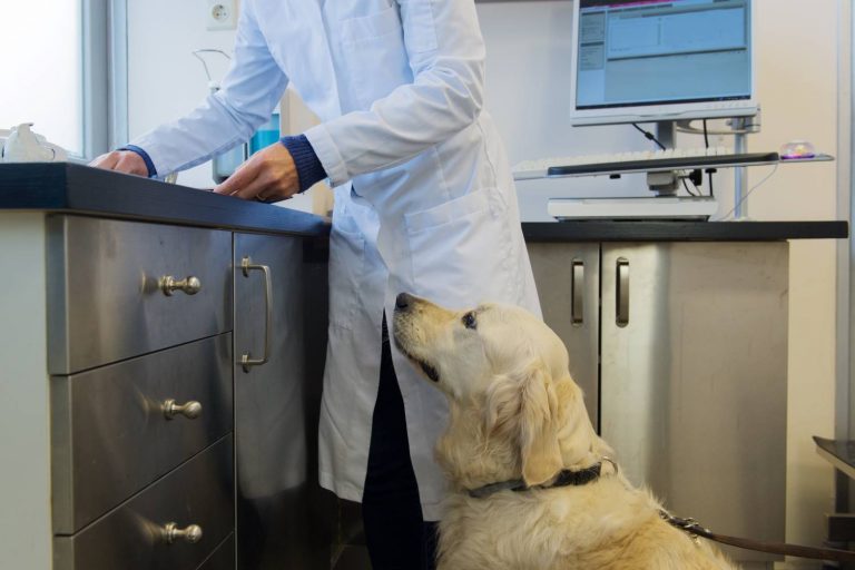 Hond bij iemand in een medische omgeving