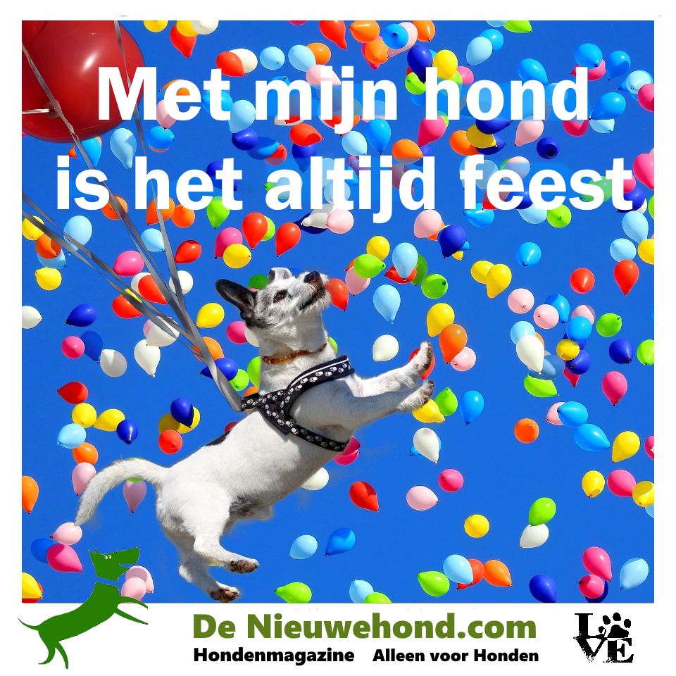 Spreuk: met mijn hond is het altijd feest