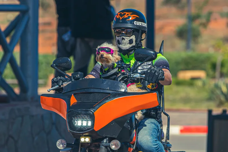 Kleine hond met roze zonnebril zit bij een motorrijder op een motorfiets.