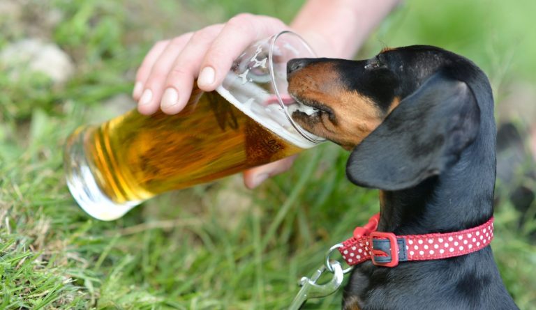 Illustratie van een hond bij een bierglas