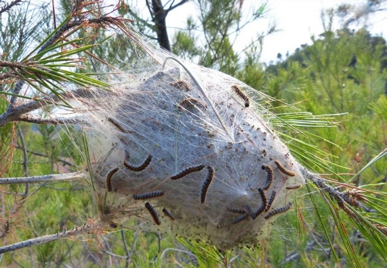 Nest van processierupsen in een boom