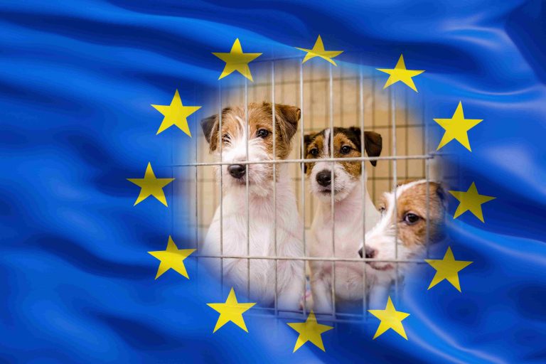 Illustratie van honden bij de Europese vlag