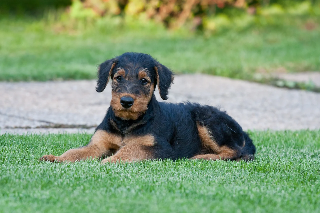 Jonge zwart-bruine hond ligt buiten in het gras