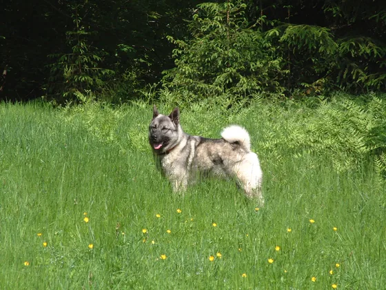 Noorse Elandhond Grijs