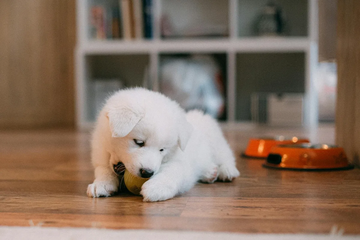Witte pup met een speelbal op een houten vloer en een voerbak ernaast