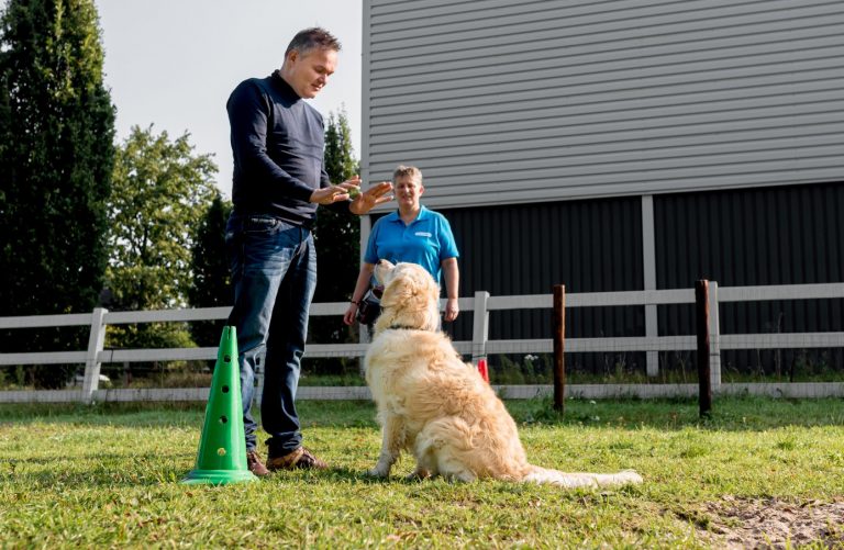 Training met een therapiehond