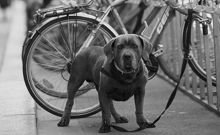 Aangelijnde hond bij een fietsenstalling