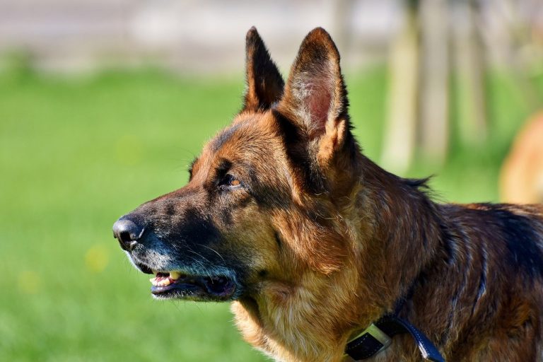 Oudduitse herder met een zwartbruine vacht, van opzij gefotografeerd