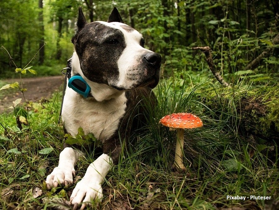 Zwart-witte hond ligt in het gras naast een rode paddenstoel