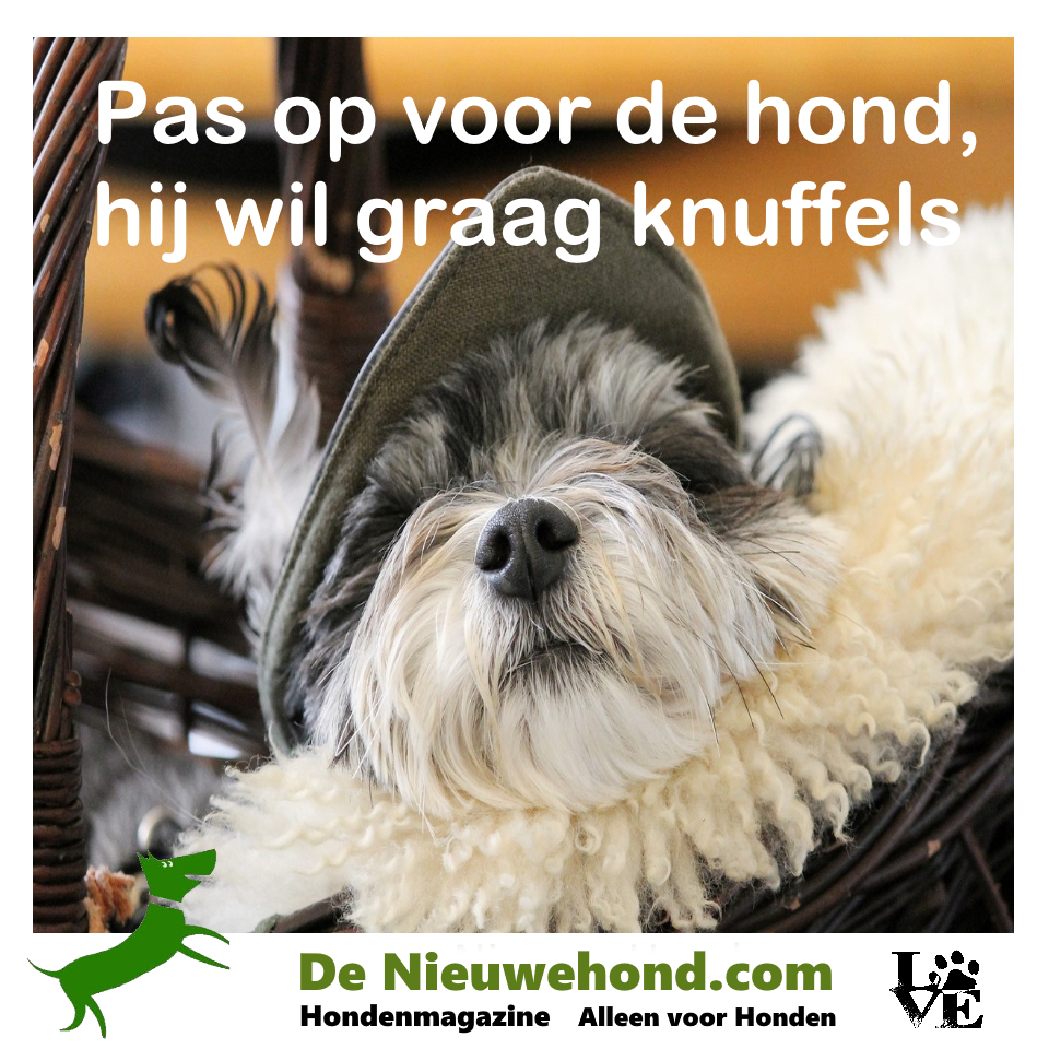 Spreuk: pas op voor de hond, hij wil graag knuffels