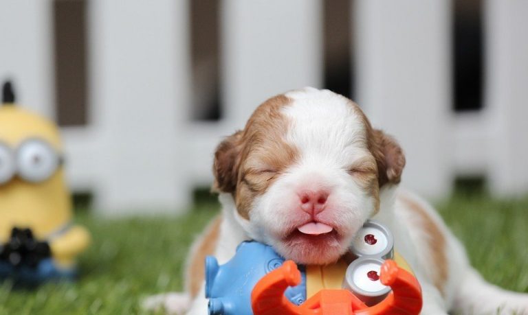 Jonge pup met een roze neus