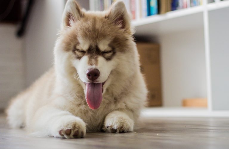 Jonge Pomsky met een bruin-witte vacht ligt op de vloer