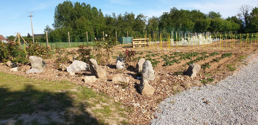 Proefveld met jonge aanplant