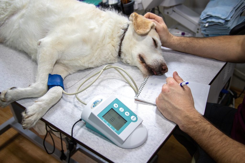 Hond wordt onderzocht op een behandeltafel