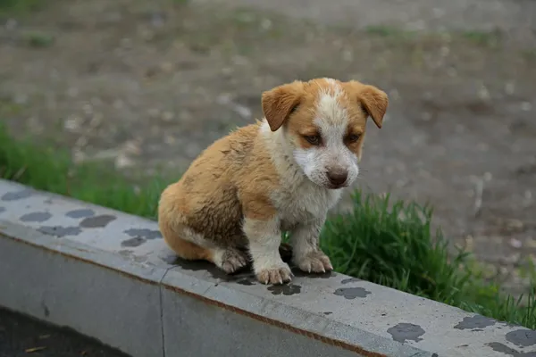 Bruin-witte pup zit buiten naast het gras
