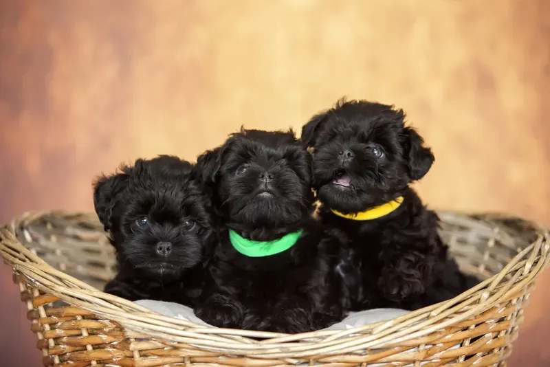 Kleine Affenpinscher-pup