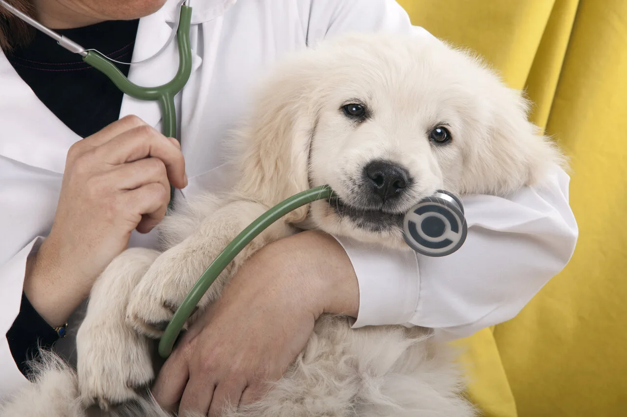 Dierenarts onderzoekt een pup met een stethoscoop