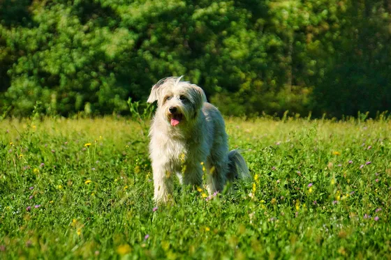Pyreneese Herdershond à Poil Long