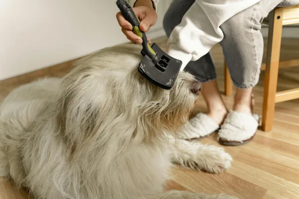Langharige hond wordt thuis geborsteld