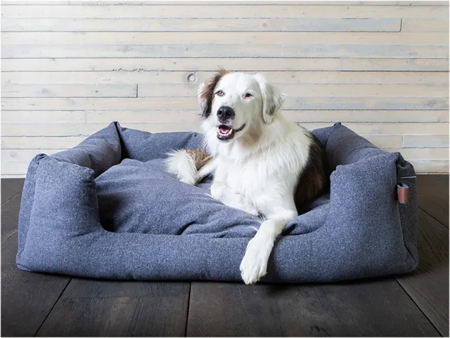 Wit-bruine hond ligt in een donkergrijze hondenmand