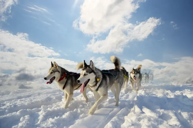 Siberische Husky portret