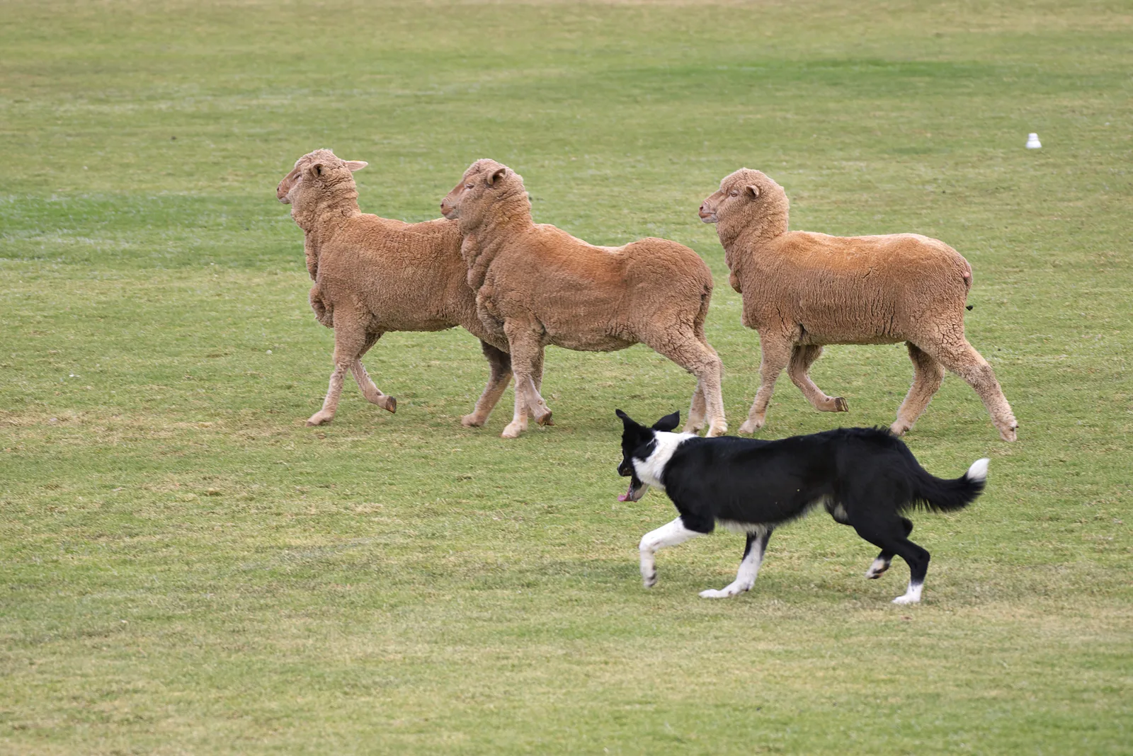 Zwart-witte hond loopt achter drie schapen op een grasveld