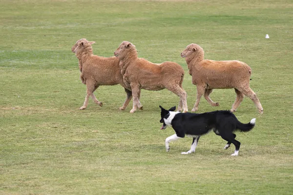 Zwart-witte hond loopt achter drie schapen op een grasveld