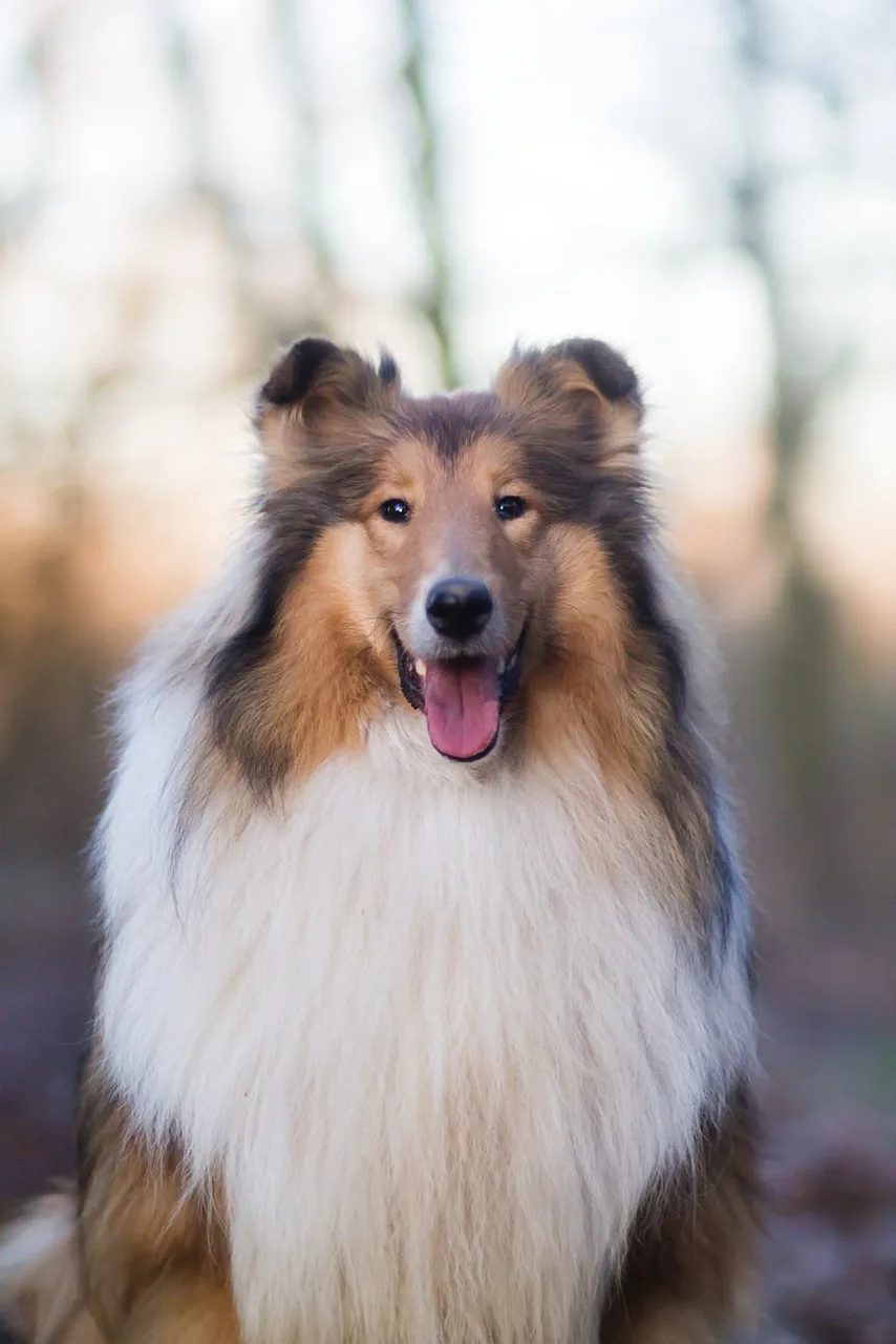 Schotse Collie