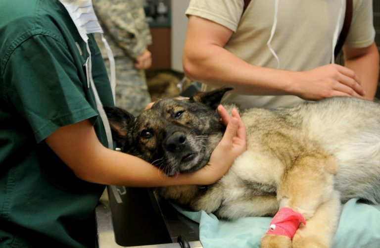 Hond wordt onderzocht door dierenartsen