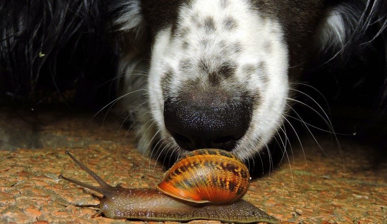 Hond snuffelt aan een slak