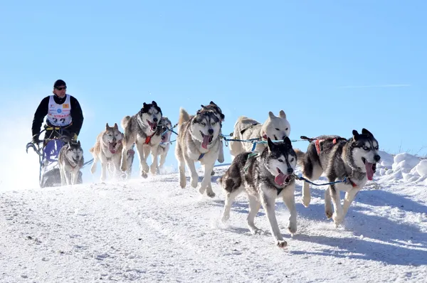 Span husky's trekt een slee door de sneeuw