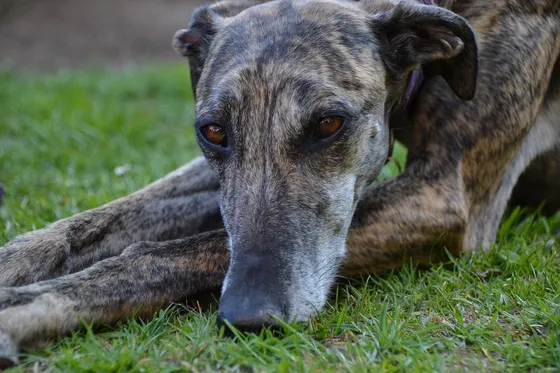 Galgo Español portret