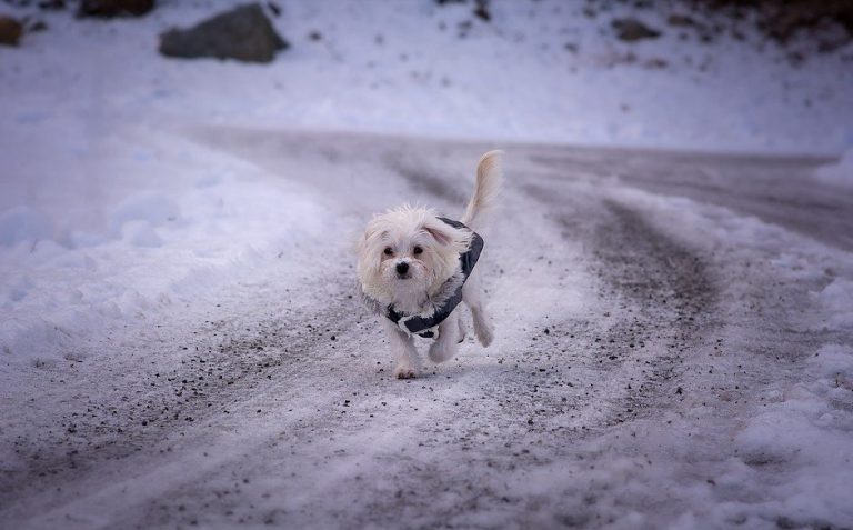 Kleine hond loopt over een besneeuwd pad
