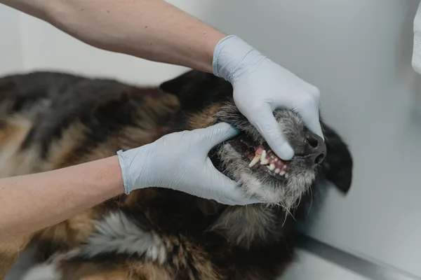 Het gebit van een hond wordt met gehandschoende handen bekeken