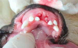 Close-up van het gebit van een jonge hond