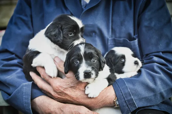 Iemand houdt drie zwart-witte pups in de armen