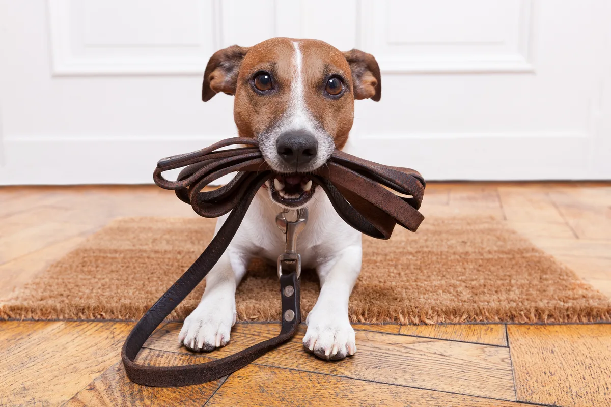 Kleine hond houdt een riem vast bij de voordeur
