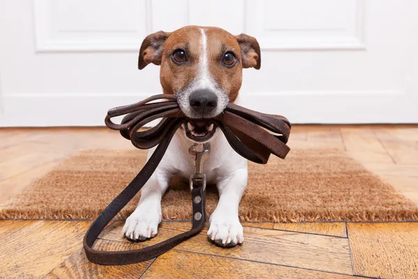 Kleine hond houdt een riem vast bij de voordeur
