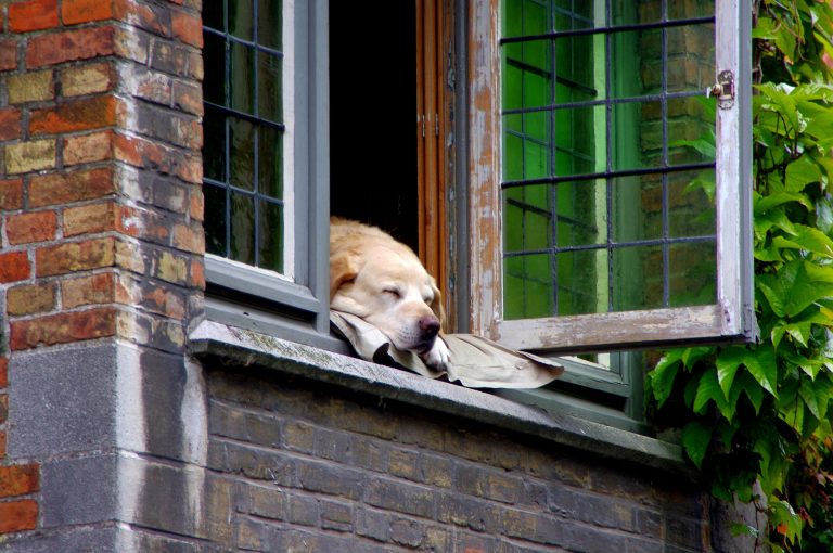 Hond kijkt uit een raam