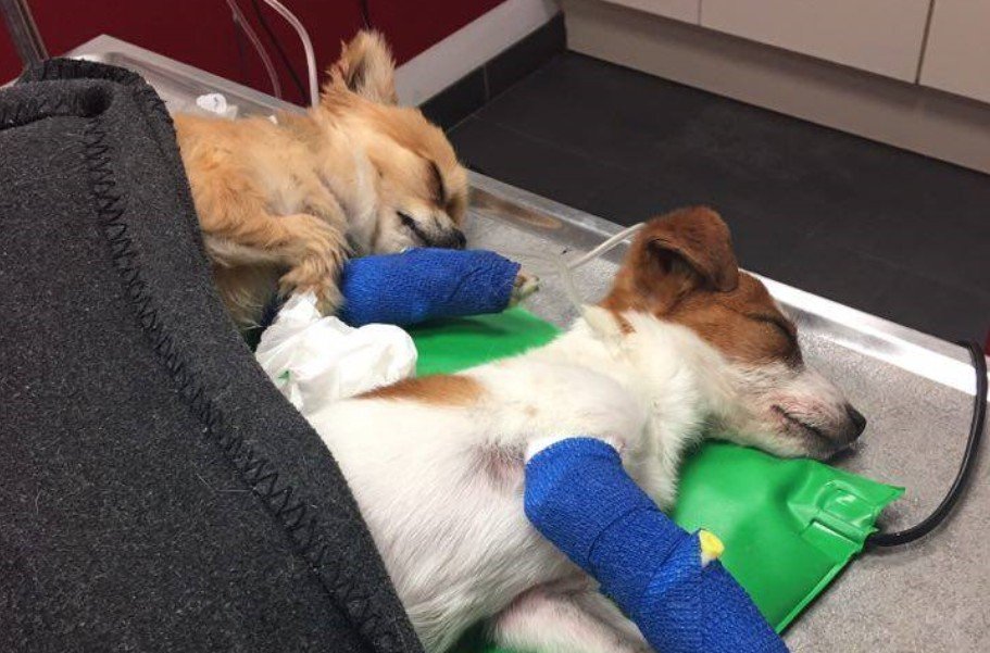 Twee honden liggen bij de dierenarts