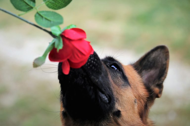 Hond snuffelt aan een rode roos