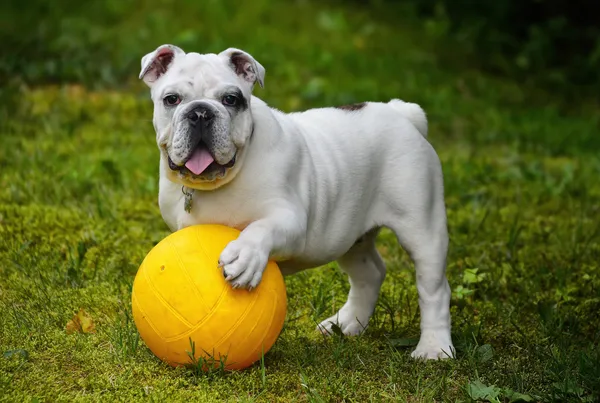 Jonge bulldog duwt een grote bal over het gras