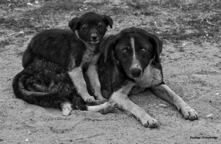 Moederhond met een pup in zwart-wit