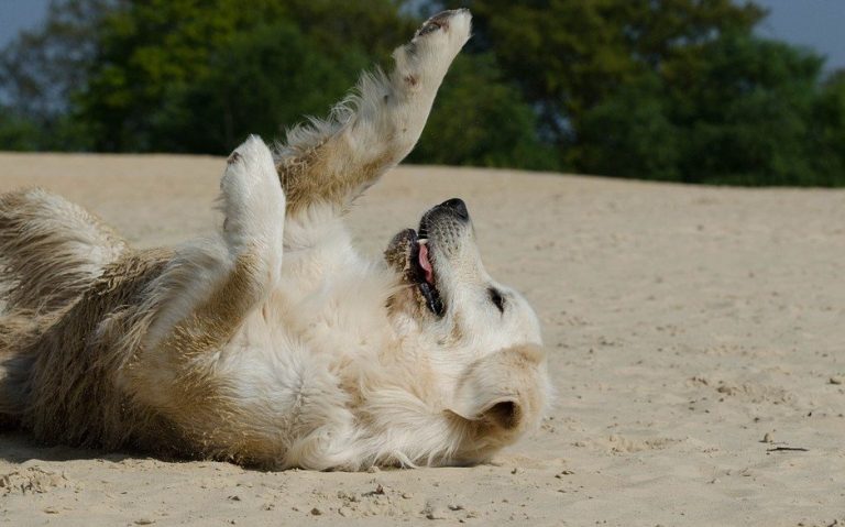 Hond rolt op zijn rug in het zand