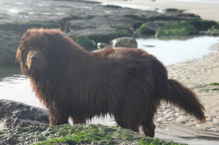 Bruine langharige hond staat op een rotsachtig strand