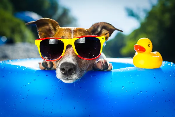 Hond met een zonnebril bij een blauwe opblaasrand en een gele badeend