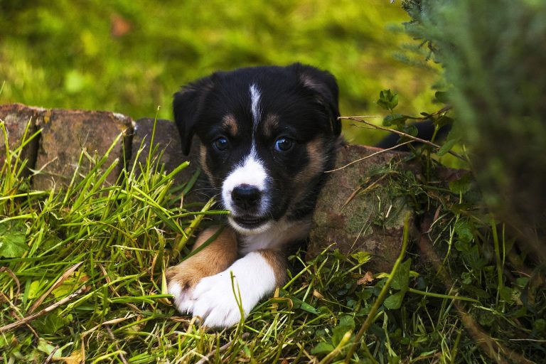 Pup ligt in het gras